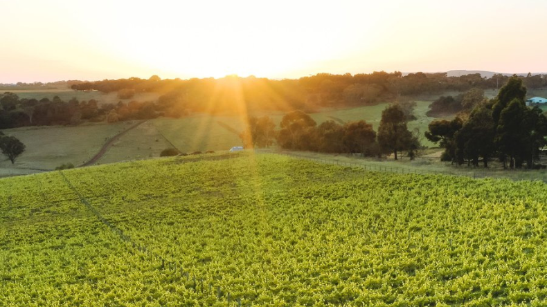 Sunrise casting golden light across a vineyard and surrounding farmland with rolling hills and trees.